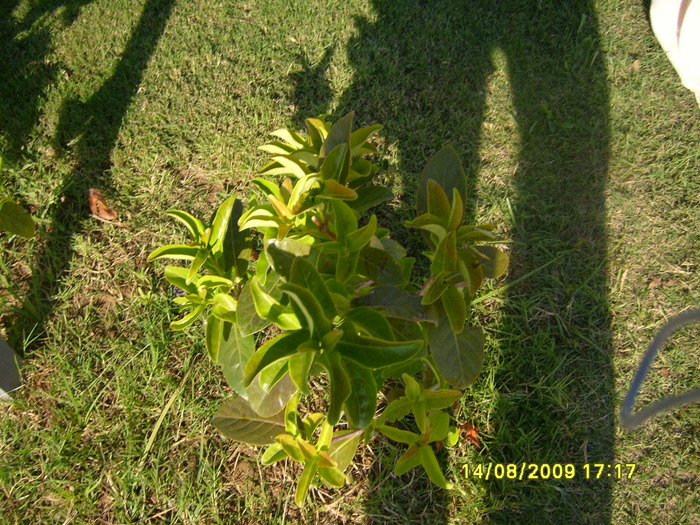 S7001826