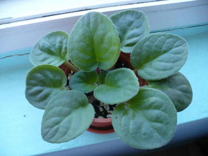 pui Vampire's Kiss - Violete africane