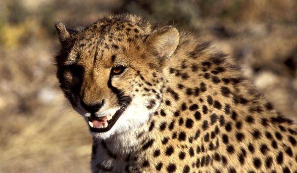 cheeta[1]