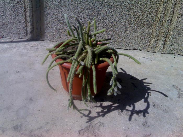 Chamaecereus silvestrii - cactusii mei