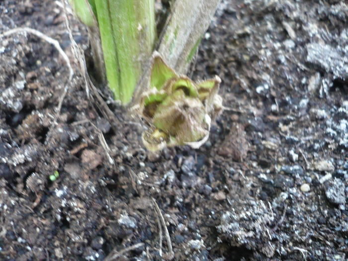 27.07.2009 098 - Flori