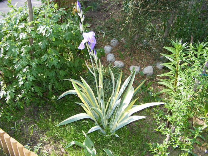 iris dungat - flori si animale 2009