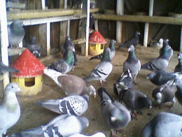 Fotografii-0010 - Porumbeii mei calatori