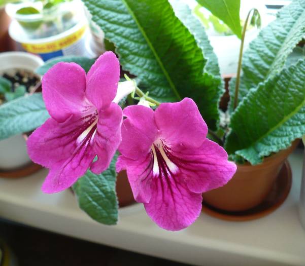 P1110161 - STREPTOCARPUSI