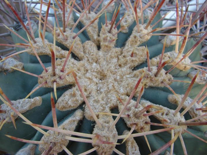 Ferocactus emoryi, vedere apicala, detaliu.