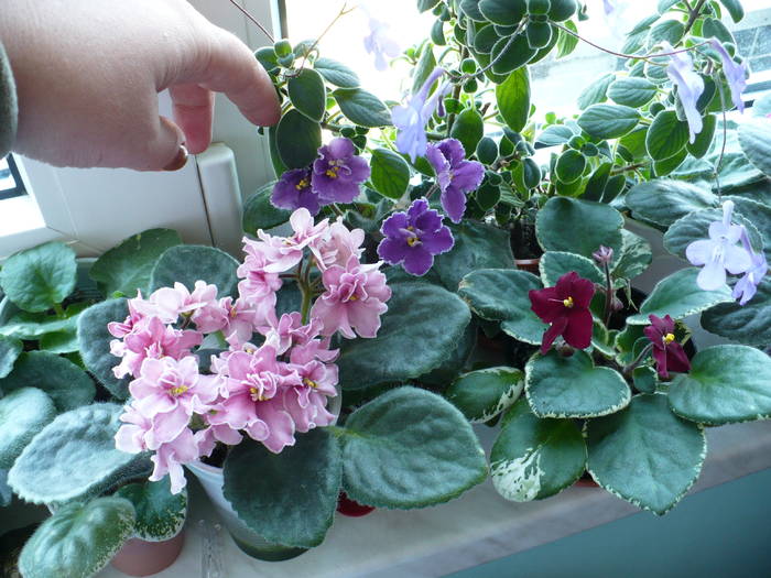 Aca' s Pink Delight, Big Josh & Pow Wow