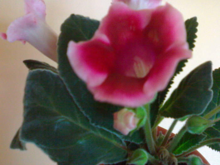 120620091149 - Gloxinia 2009