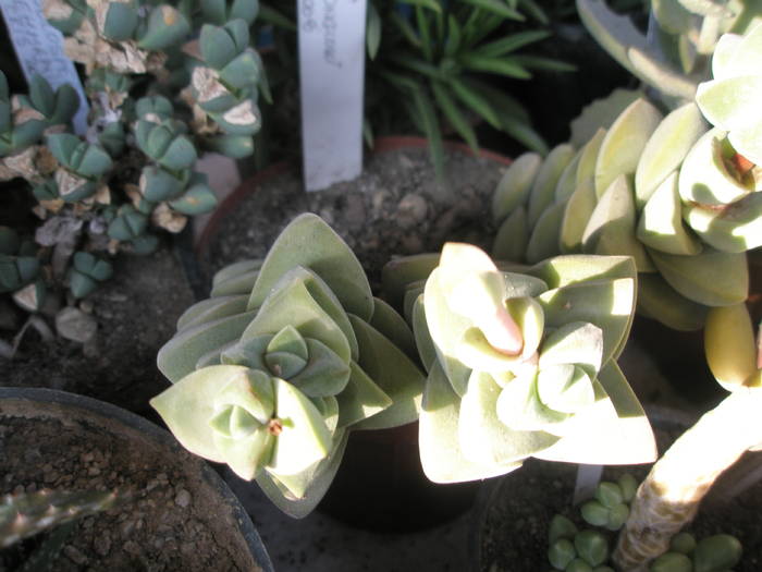 Echeveria cv. 'Monglow'