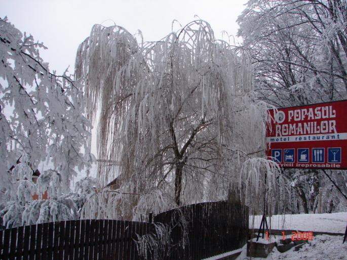 Iarna la Zalau - Natura