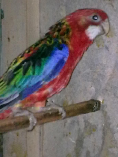 Rosella rubin m; mai 2009
