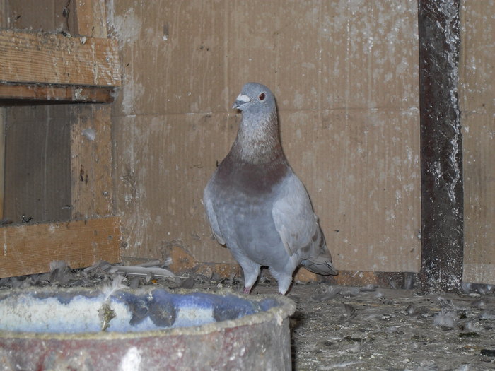 SDC11134 - porumbei voiajori