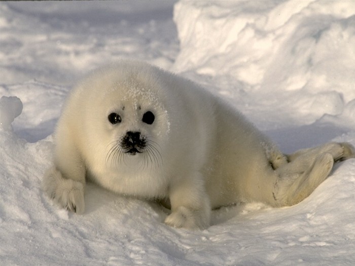 foca mica si dragutza! - O foca dragutza