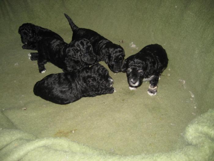 Dupa 23 zile - Cateii