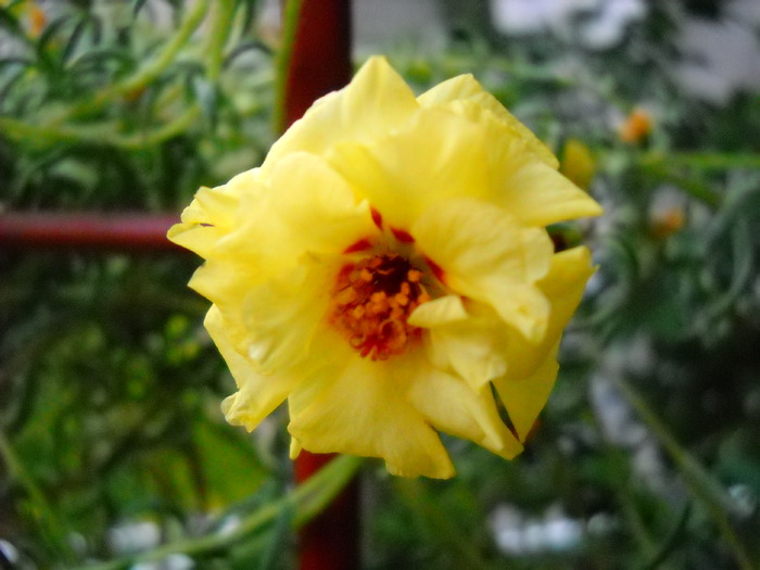 Portulaca grandiflora