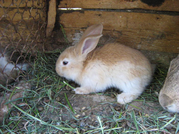 Picture 090 - iepuri