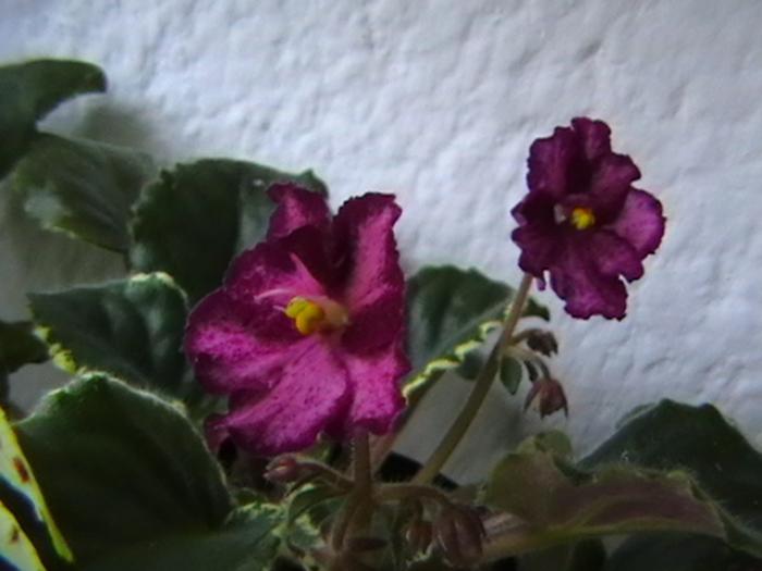 IMGA0628 - violete 2009