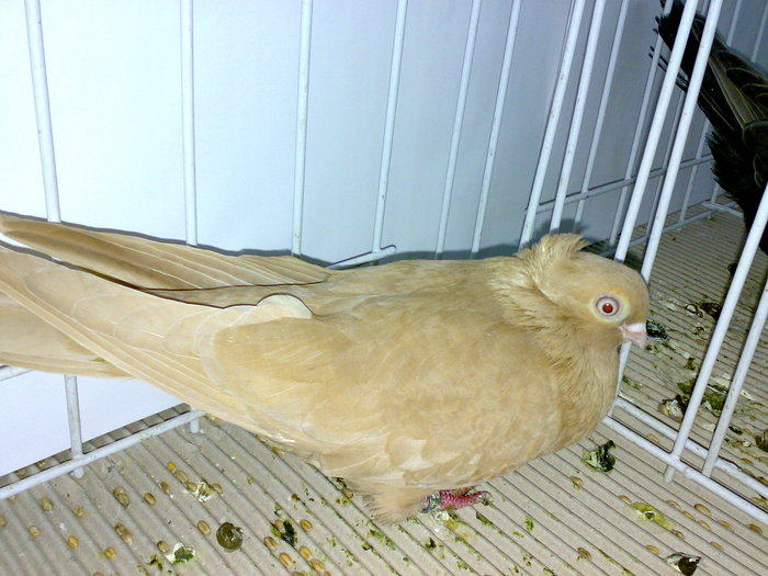 braila 8 - 1509 rom juc 1