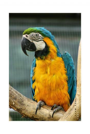 papagal urias - animale