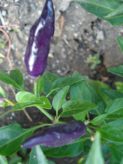 Black Chili Pepper (2009, Sep.25)