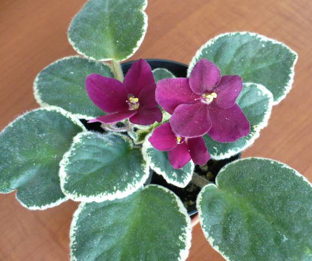 Pow Wow - Saintpaulia - violete de camera