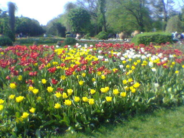 Lalele in Parcul Cismigiu - Peisaje superbe