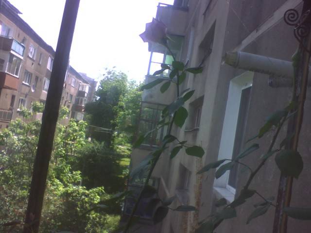 IMG_0503; sterling theahibrid
