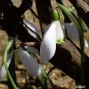 E2VK156GACQ6F9AS2WGIHDH6F