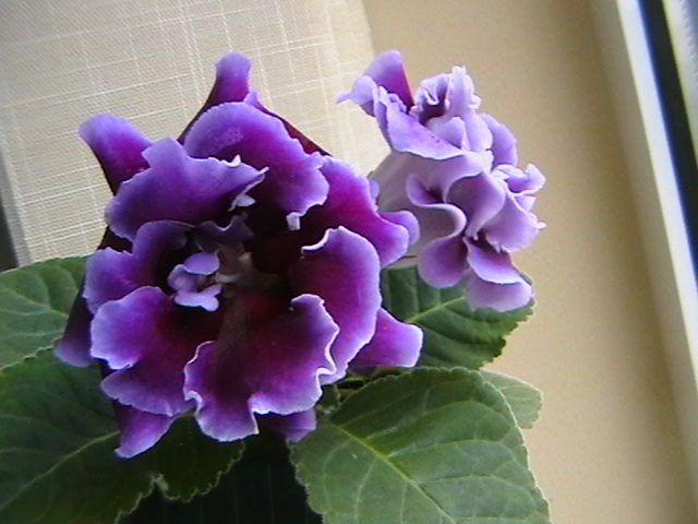 allegro purple - gloxinii-pui