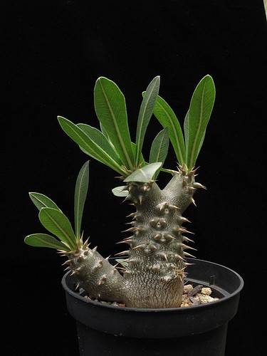 pachyipodium densiflorum - PLANTE DORITE