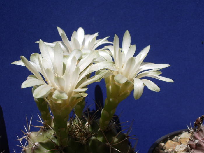  - Gymnocalycium