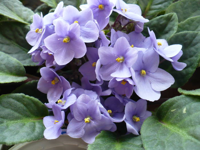 P1120464 - Saintpaulia - violete de camera