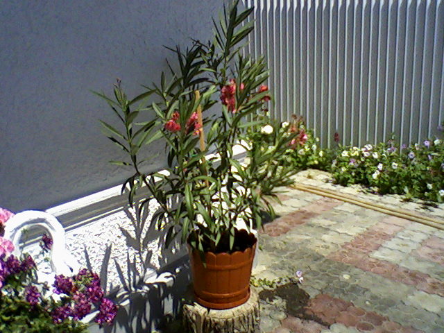 Fotografii-0006 - dragele mele flori 2009