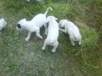 Prenotari puiuti DOG ARGENTINIAN; Prenotsri puiuti Dog Argentinian,tel 0728762350
