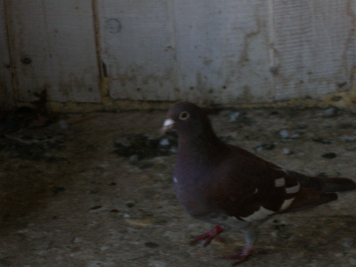 HPIM3052 - porumbei 2009