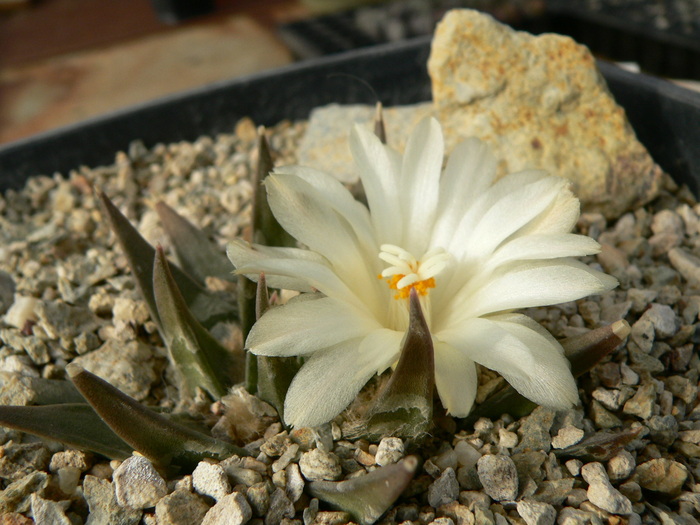 ariocarpus_trigonus