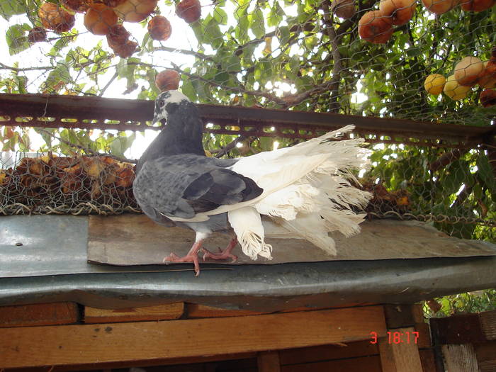 147 - D Porumbei Voltati Vechi