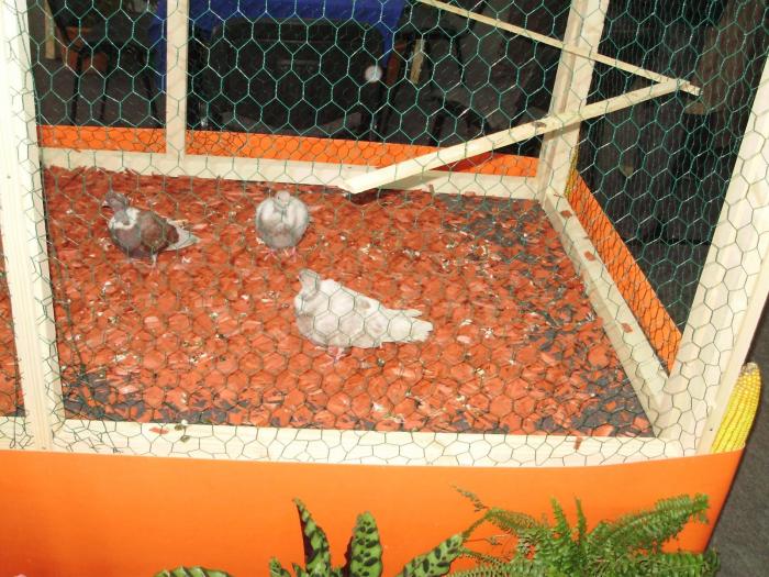 gol 1 - 1506 2 porumbei rz