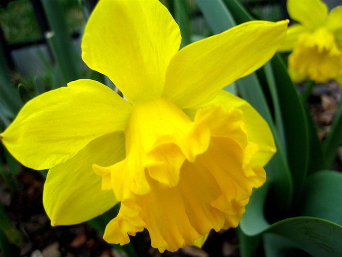 800px-Daffodills_%28Narcissus%29_-_25 - Flori