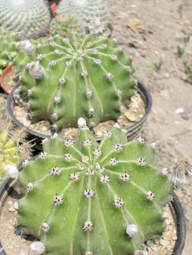 Echinopsis eyresii