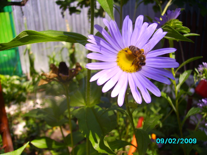 IMG_8606 - insecte si flori