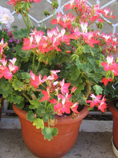 18 mai 113 - muscate 2009