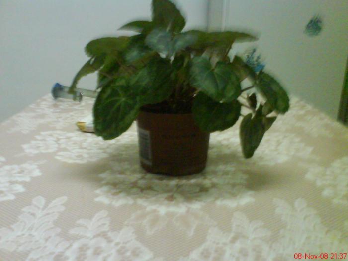 DSC01640 - cyclamen