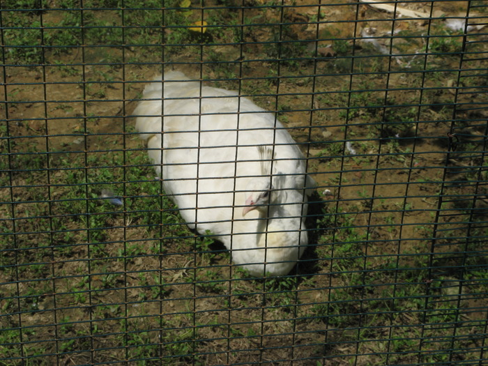 Cred ca un fazan - 2_1 - Kuala Lumpur Bird Park