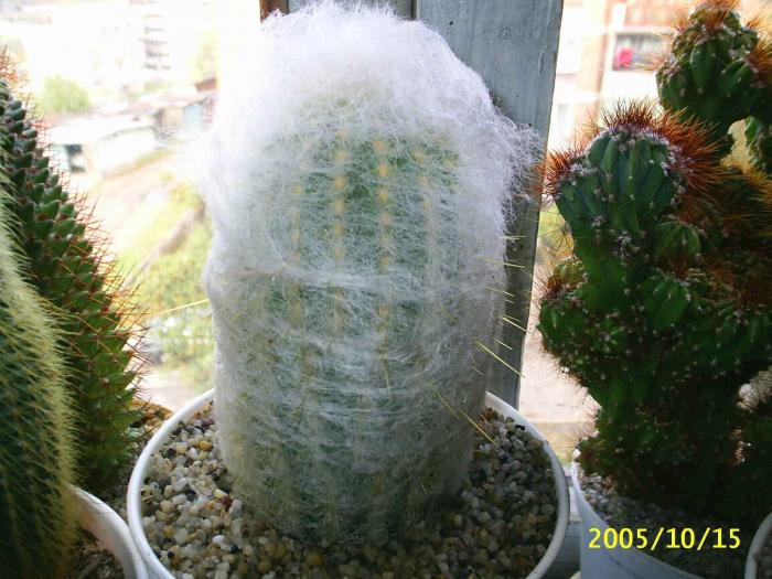 Espostoa melanostele plumosa - cactusi -nu le mai am