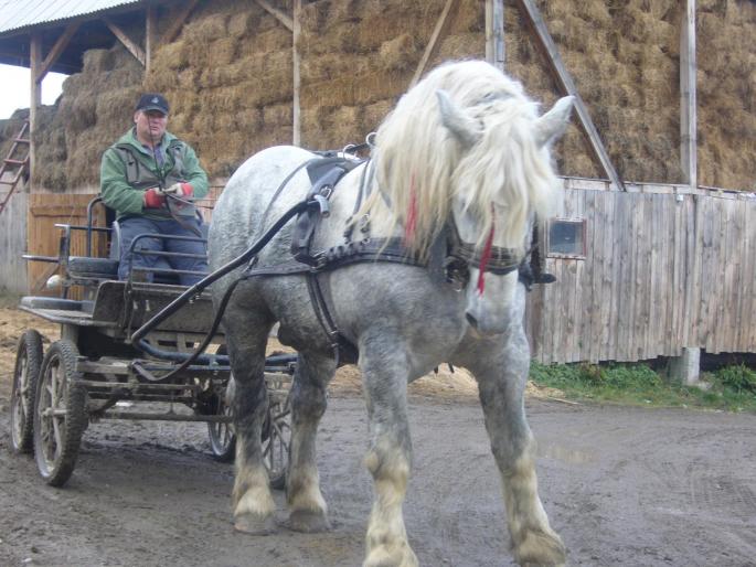 Ursu - CAI RASA PERCHERON