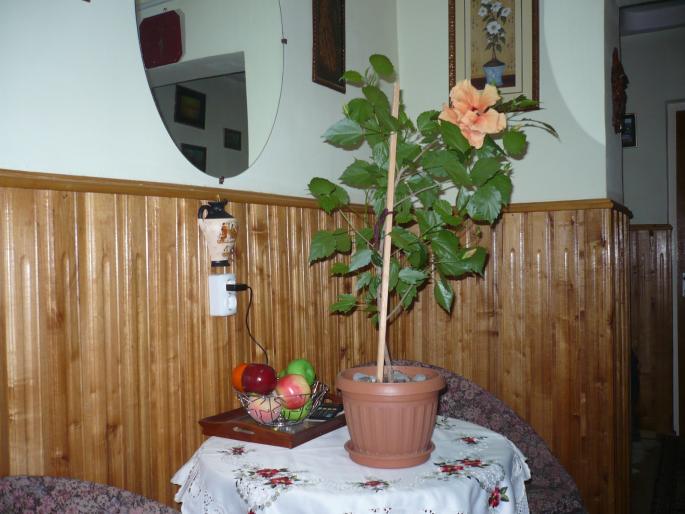 ACASA HOLUL MIC -FLORI