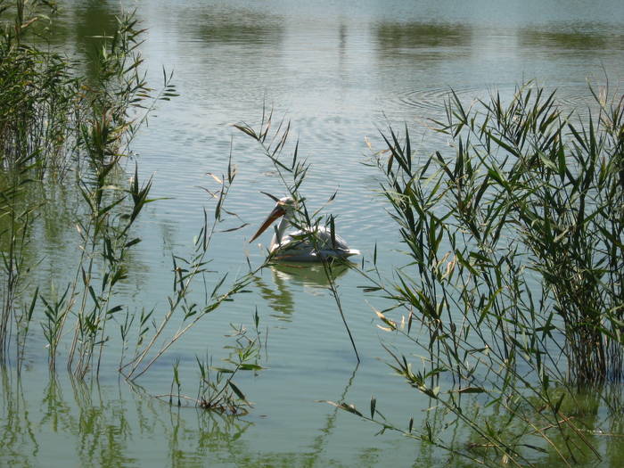 Pelecanus crispus - MY FIRST ALBUM