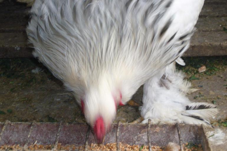 brahma herminat deschis