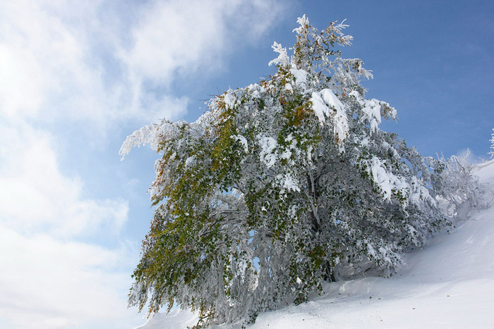 Iarna-Maramures_38 - octombrie-iarna-alb