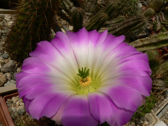 echinocereus_pentalophus_v.leonensis